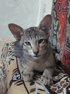 click for enlarge 1200 X 1600 564,3 Kb picture