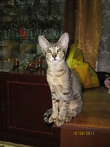 click for enlarge 1200 X 1600 565,1 Kb picture