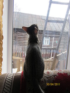 click for enlarge 1200 X 1600 482,5 Kb picture