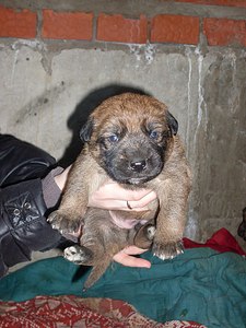 click for enlarge 768 X 1024 162,2 Kb picture