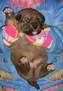 click for enlarge 713 X 1024 152,0 Kb picture