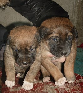 click for enlarge 918 X 1024 193,4 Kb picture