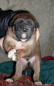 click for enlarge 644 X 1024 139,9 Kb picture