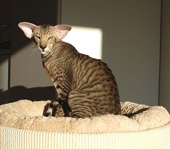 click for enlarge 650 X 570  41,9 Kb picture