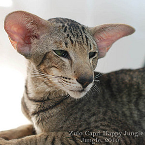 click for enlarge 640 X 640  51,6 Kb picture