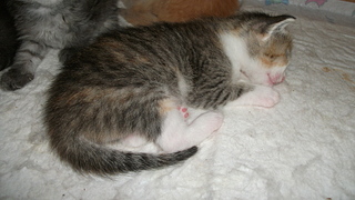 click for enlarge 1920 X 1080 989,2 Kb picture