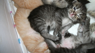 click for enlarge 1920 X 1080 918,1 Kb picture