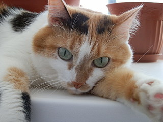 click for enlarge 1920 X 1440 462,1 Kb picture