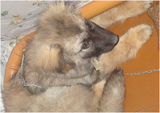 click for enlarge 619 X 437 632,1 Kb picture