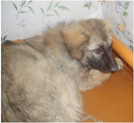 click for enlarge 494 X 452 480,5 Kb picture