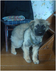 click for enlarge 344 X 436 352,0 Kb picture