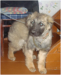 click for enlarge 273 X 334 222,0 Kb picture