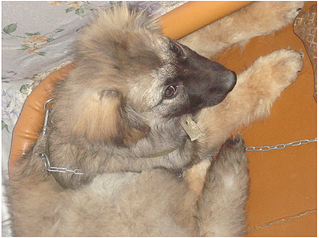 click for enlarge 624 X 466 672,5 Kb picture