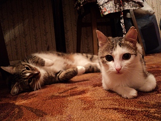 click for enlarge 800 X 600 224,2 Kb picture