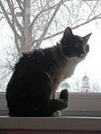 click for enlarge 450 X 600 51,2 Kb picture