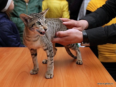 click for enlarge 549 X 411  66,4 Kb picture