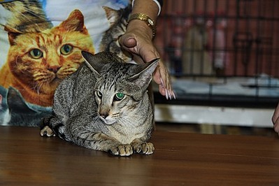 click for enlarge 500 X 333  41,6 Kb picture