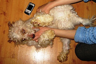 click for enlarge 800 X 536 161,5 Kb picture