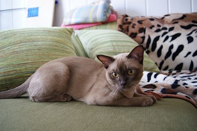 click for enlarge 604 X 402 47,1 Kb picture