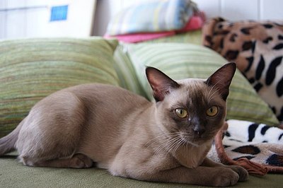 click for enlarge 604 X 402 44,2 Kb picture