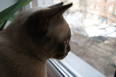 click for enlarge 604 X 402 31,3 Kb picture