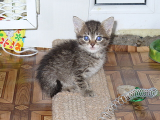 click for enlarge 1920 X 1440 272,6 Kb picture