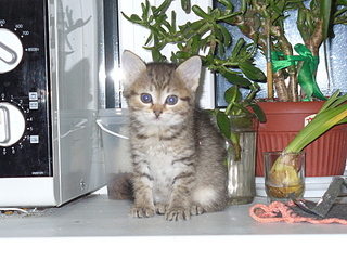 click for enlarge 1920 X 1440 282,3 Kb picture