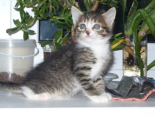 click for enlarge 1920 X 1440 291,1 Kb picture