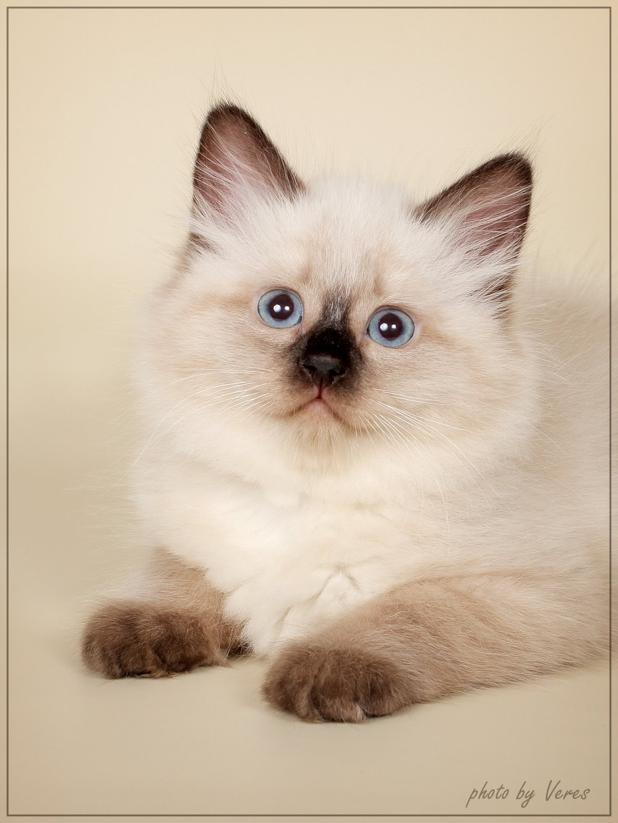 Сибирская сиамская кошка