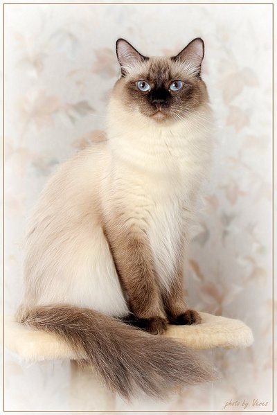 click for enlarge 1067 X 1600 229,4 Kb picture