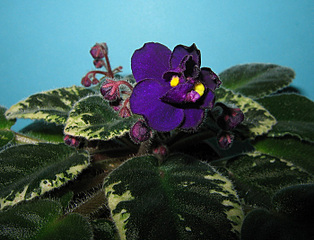 click for enlarge 700 X 534 156,6 Kb picture