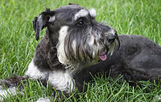 click for enlarge 350 X 223  20,6 Kb picture