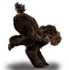 click for enlarge 344 X 350  14,3 Kb picture