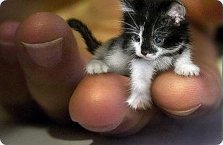 click for enlarge 500 X 327  28,3 Kb picture