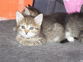 click for enlarge 1920 X 1440 274,0 Kb picture