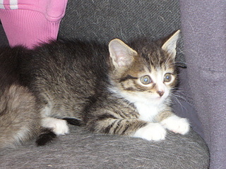 click for enlarge 1920 X 1440 345,2 Kb picture