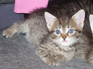 click for enlarge 1920 X 1440 408,4 Kb picture