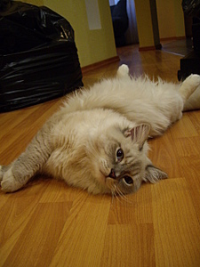 click for enlarge 1920 X 2560 281,8 Kb picture