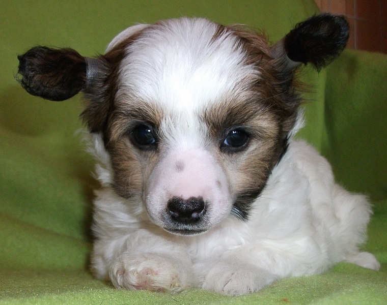 click for enlarge 1920 X 1515 668,0 Kb picture