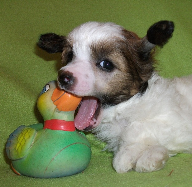 click for enlarge 1920 X 1870 855,2 Kb picture