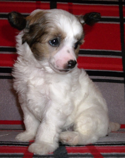 click for enlarge 1920 X 2420 204,3 Kb picture