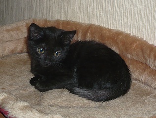 click for enlarge 921 X 697 259,0 Kb picture