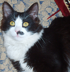 click for enlarge 1323 X 1342 193,5 Kb picture