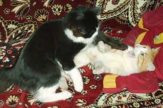 click for enlarge 1890 X 1263 302,5 Kb picture