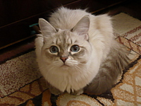 click for enlarge 1920 X 1440 1022,1 Kb picture