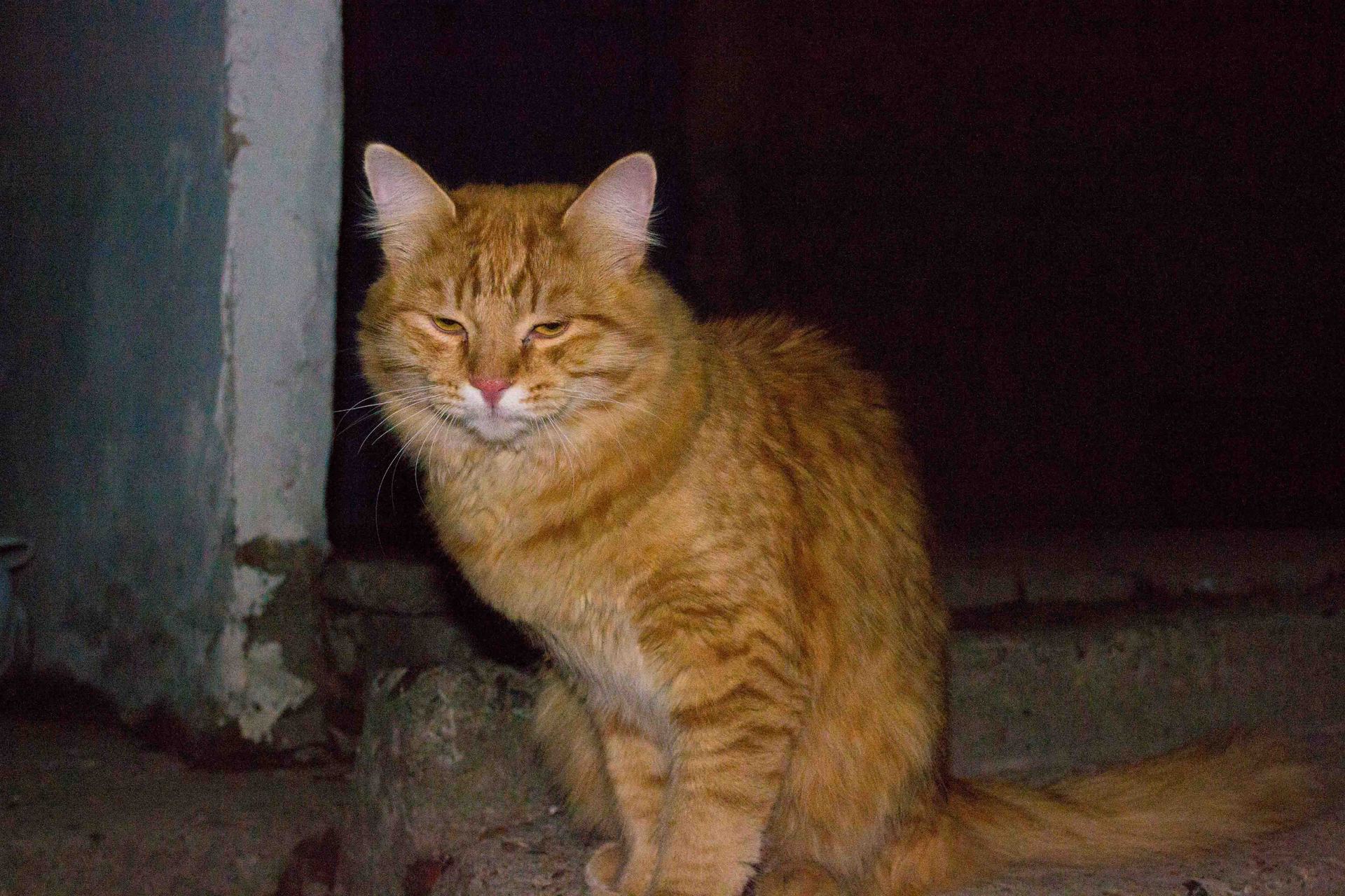 Трущобная кошка фото