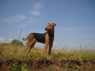 click for enlarge 604 X 453  45,8 Kb picture