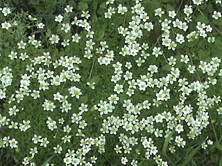 click for enlarge 640 X 480 143,1 Kb picture