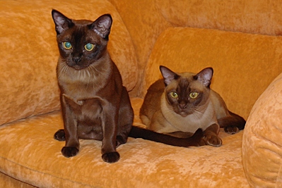 click for enlarge 800 X 535 237,4 Kb picture