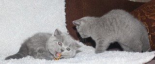 click for enlarge 857 X 354 76,8 Kb picture